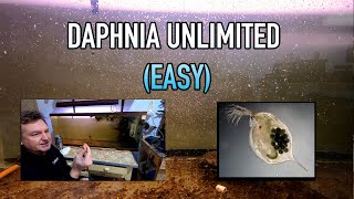 How I Raise Daphnia Water Fleas And You Can Too [upl. by Hyatt777]