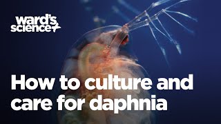 Caring and Culturing for Daphnia [upl. by Kilmarx336]