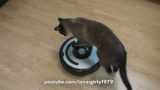 Cat shows HOW TO use iRobot Roomba Vacuum [upl. by Saffier628]