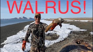 S21Ep11 Alaska Beach Combing for Walrus Tusks and Glass Balls [upl. by Derreg]