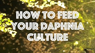 How To Feed Your Daphnia Culture [upl. by Dorion]