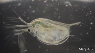 Daphnia magna under the Microscope [upl. by Airt]