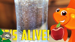 How to culture Vinegar Eels The EASY Way Live Fish Food [upl. by Netloc]