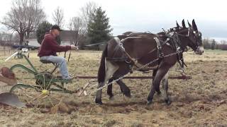 Mules Plowing Woodbury Tenn [upl. by Anelak]