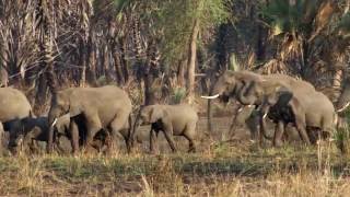 Selection for Tuskless Elephants  HHMI BioInteractive Video [upl. by Llennahc659]