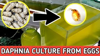 HOW TO HATCH DAPHNIA EGGS  HOW TO CULTURE DAPHNIA [upl. by Power943]