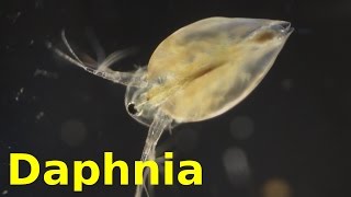 Daphnia [upl. by Aileahcim]