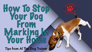 How To Stop Your Dog From Marking In Your Home  Tips From Al The Dog Trainer [upl. by Pentheas510]