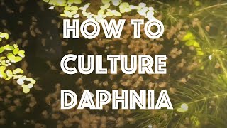 How To Culture Daphnia Magna [upl. by Tarton]