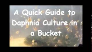 How to culture daphnia outside [upl. by Tnattirb]