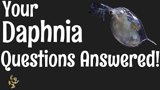 Daphnia Questions Answered [upl. by Ahsaei]