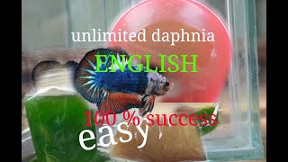 daphnia moina culture Easy way Unlimited production English  with sub Green water Chlorella [upl. by Hashum]