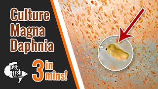 How to culture DAPHNIA MAGNA  The easy way [upl. by Ano]