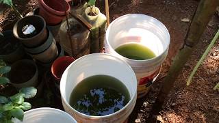 How to grow Green Water Algae [upl. by Ikcaj]