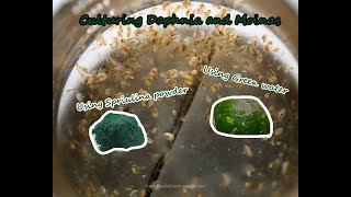 How To Culture Daphnia and Moinas using Green Water Spirulina powder [upl. by Alex]