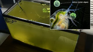 Raising Daphnia for the Freshwater Aquarium [upl. by Chui379]