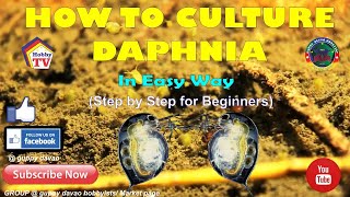 HOW TO CULTURE DAPHNIA In Easy Way [upl. by Kevin]