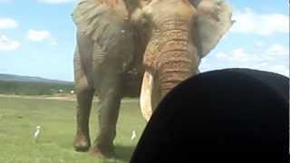 Worlds Biggest Elephant [upl. by Cyn]